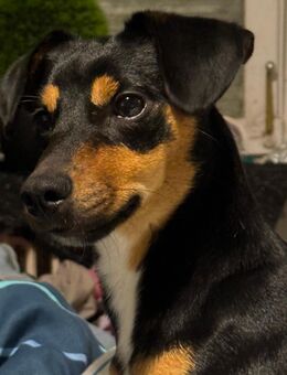 Keks Jackrussel mix sucht liebevolles Zuhause - Heide