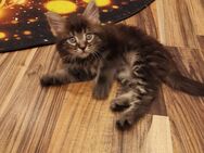 Maine Coon Kitten - Nauort