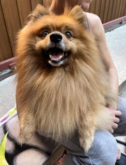 🧡 Benny lieber Kleinspitz - Kassel