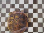 Verkaufe Griechische Landschildkröten THB - Insel Hiddensee