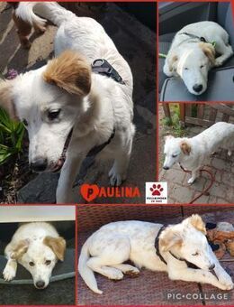 Paulina sucht neues Zuhause - Margetshöchheim