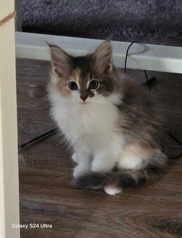 Norwegische Waldkatze - Maine Coon Kitten - Schüttorf