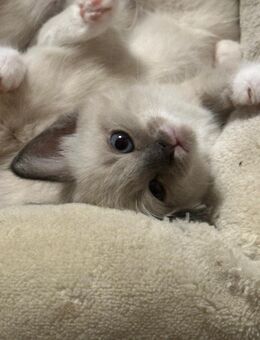Ragdoll-Mix Kitten ink. Kittenbox - Berlin