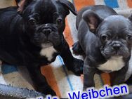 Hallo Liebe Leute wir sind Drei Französische Bulldogge - Bad Lobenstein