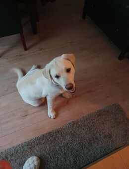 Labradorwelpe, 5 Monate sucht liebevolles Zuhause - Möser