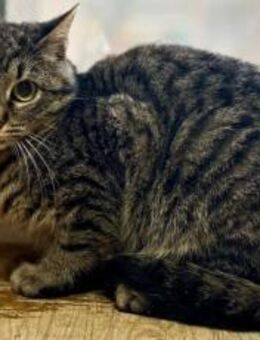 Sebastian: schüchterner Schatz - München