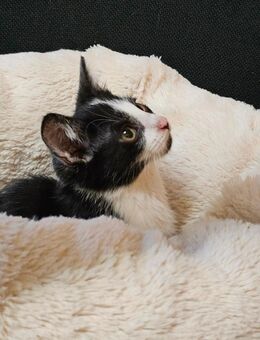 Kätzchen 3 Monate alt - Iphofen