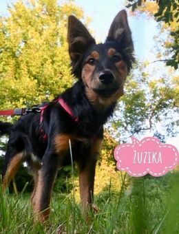 Zuzika möchte ein Zuhause - Flörsheim-Dalsheim