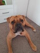 Old Englisch Bulldogge Rüde in 04736