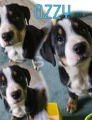 Berner Sennenhund Mix Welpen in 39307