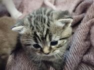 Ein kleines BKH Kitten sucht noch ein neues Zuhause - Beeskow