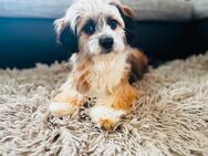 Luke sucht ein zu Hause - Cochem