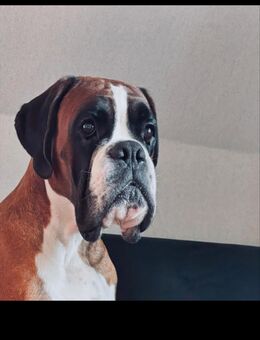 Boxer Rüde mit FCI Papieren ( Deckrüde ) - Eilenburg