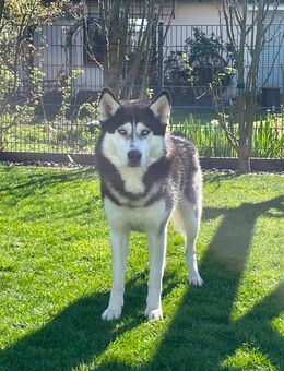 Deckrüde Siberian Husky - Bobenheim-Roxheim