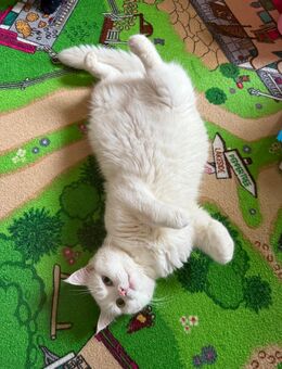 Weißer liebevoller Tauber Kater Snow - Eldingen