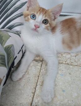 Ayzek 🐾 aus der Tierarztpraxis - Kirchheim (München)