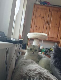 BKH sucht neues Zuhause - Halvesbostel