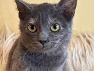 liebe Andrea sucht ein Zuhause - Ingolstadt