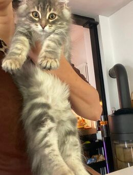 Wunderschöner Kater Buran mit einzigartigen Augen sucht ein liebevolles Zuhause! - Lorch (Hessen)