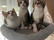 Süße Katzenbabys suchen ein liebevolles Zuhause 🏡 - Olsberg