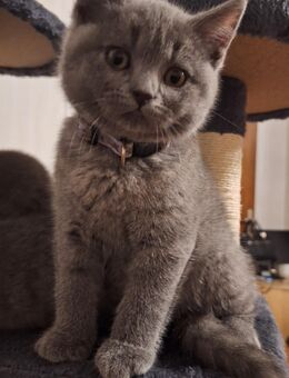 BKH Reinrassige Kitten. - Lippstadt