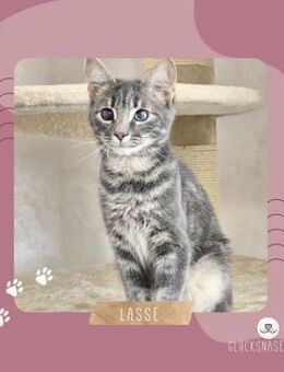 Kater Lasse möchte Deine Welt erobern - Lalendorf