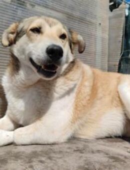 Sandu - Gnadenbrotplatz gesucht - Weilheim (Oberbayern)