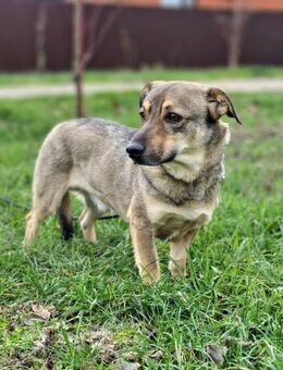 Chester: ein bescheidener Hundejunge - Ottweiler