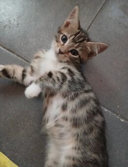 **Wunderschöne BKH Kitten im Wildlook - Frankfurt (Main)