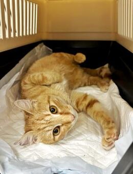 Fröhlicher Gingi - Ellerbek