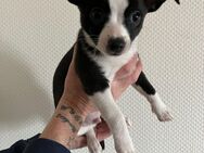 Chihuahua Pincher Mix Welpen - Vettweiß