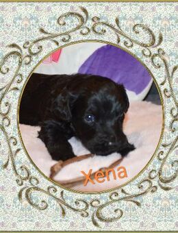 Verkaufe Goldendoodle Welpen auch für Allergiker geeignet - Vohburg (Donau) Zentrum