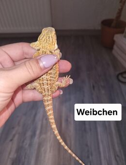 Farbbartagamen Jungtiere (pogona vitticeps) NZ 07 2025 - Offstein