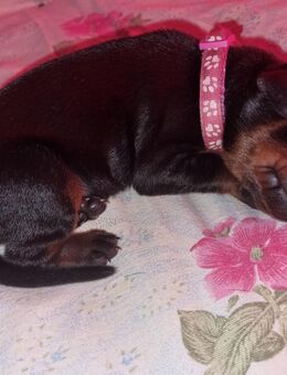 Dobermann Welpen - Breddin