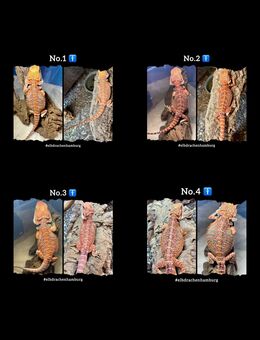 sehr schicke high Red Orange Blue Bartagamen Male NZ April 2025 (pogona vitticeps) - Hamburg Wandsbek