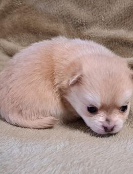 Pomeranian-PomChi Boys 75%Poms - Ballenstedt