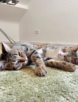 Junge, gesunde pflegeleichte Katzen suchen dringend neues zu Hause BKH mix - Büttelborn