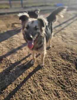 Schäfermix Husko sehnt sich nach Heimat - Mannheim
