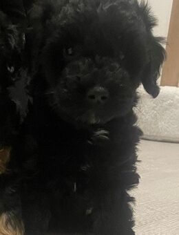 Zwergpudel x Yorkshire Terrier Welpe Mädchen - Bokholt-Hanredder