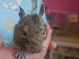 Degu Jungtiere abzugeben 7 bis 8 Wochen alt in 46286
