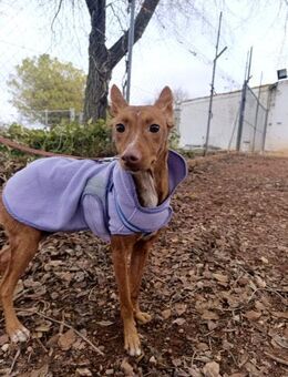 Tesa - Geilenkirchen