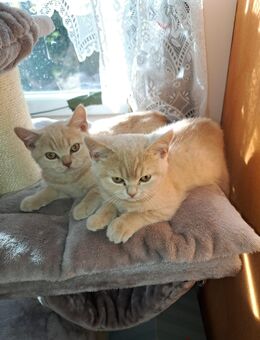 Süße Britische Kurzhaar Kitten suchen liebevolles Zuhause!!!! - Freiburg (Breisgau)