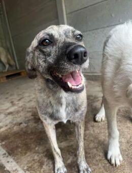 liebevolle Dayla ❤️ - Rambin