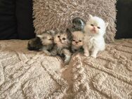 Reinrassige Perserkitten mit Nase,inkl. Stammbaum - Villingen-Schwenningen
