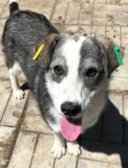 SIODA ~ kleiner Wirbelwind🐕💚 - Duisburg