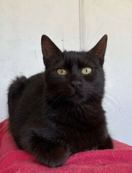 Fröhliche Leni sucht Famile - Stelle