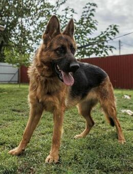 Roxan sucht ihr Für-Immer-Zuhause - Nordwalde