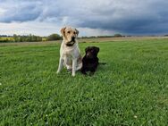 Wurfankündigung Labradorwelpen - Göhren-Lebbin