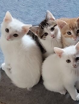 2 süße Baby-Kätzchen (Kitten) suchen ein kuscheliges Zuhause - Kumhausen