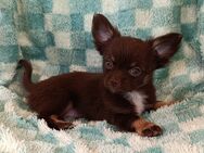 Wunderschöne Langhaar Chihuahua Rüden! - Gladbeck